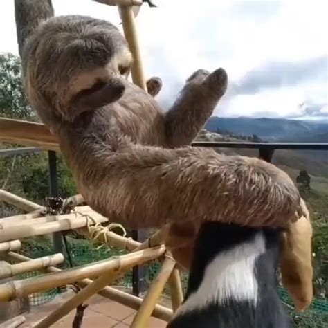 Sloth Petting A Beagle